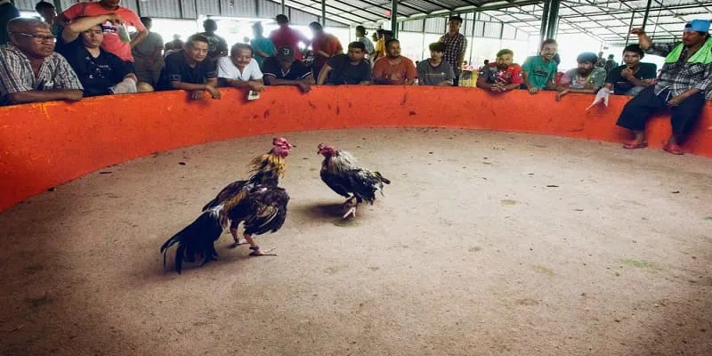 Các Loại Hình Đá Gà GG88